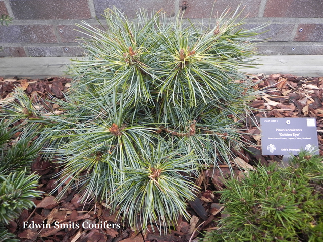 Pinus koraiensis 'Golden Eye'